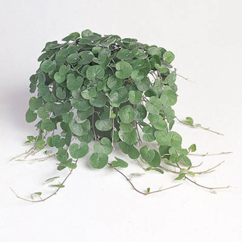 planting dichondra seeds Dichondra Emerald Falls Seed MULTI PELLETED / 1,000 seeds / UNTREATED