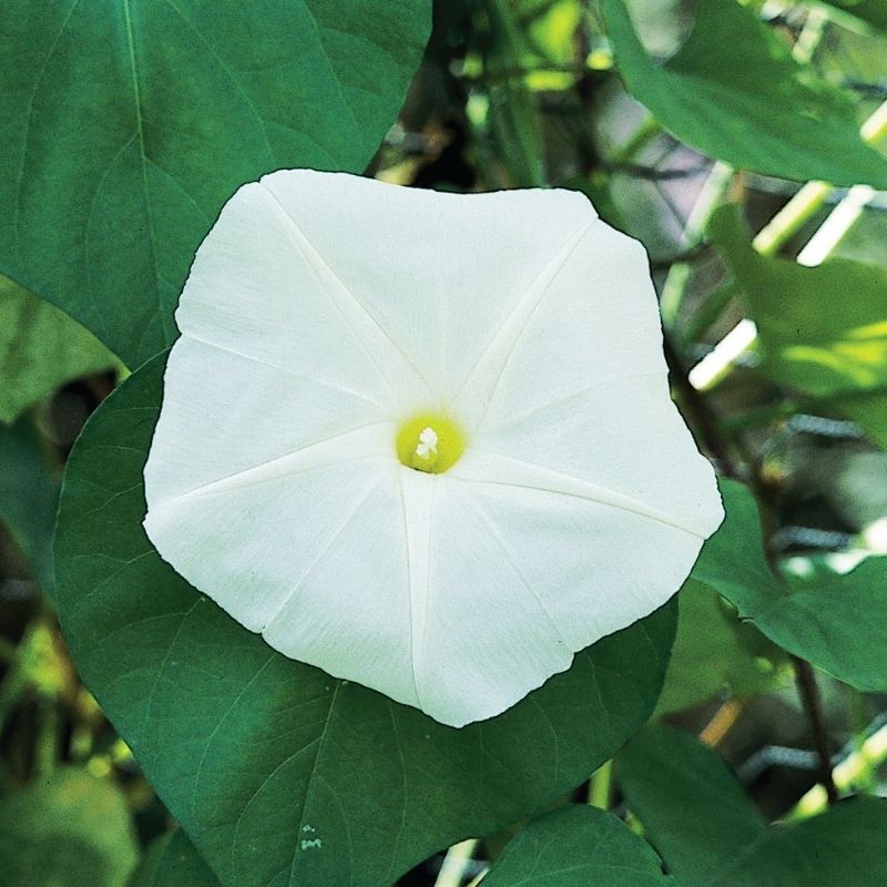 white seed plant Ipomoea Moonflower Giant White Seed RAW / 50 seeds / UNTREATED