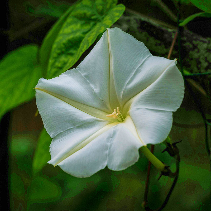white seed plant Ipomoea Moonflower Giant White Seed RAW / 50 seeds / UNTREATED
