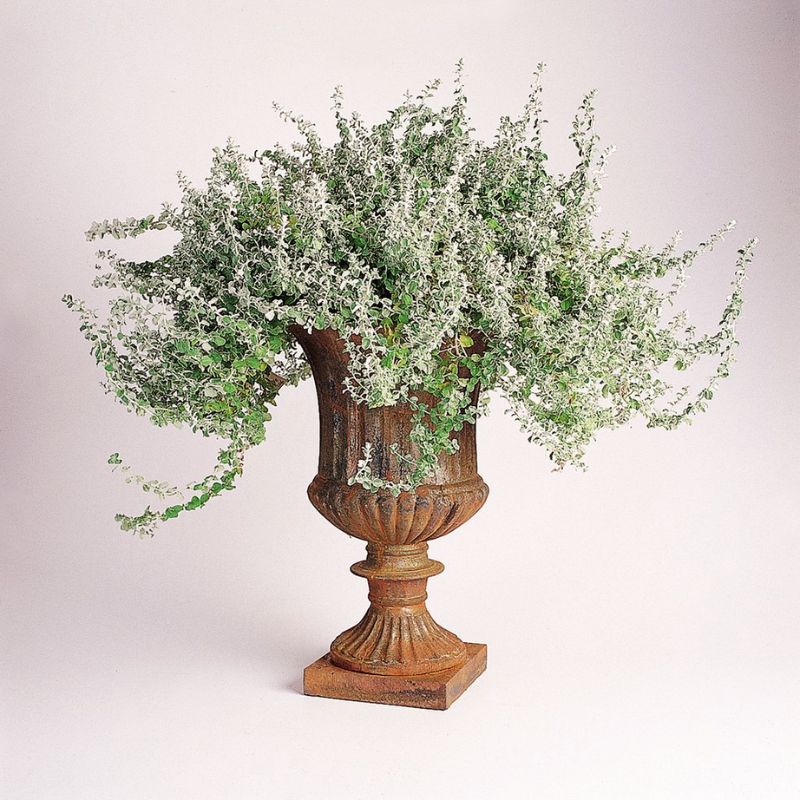 silver vase plant seeds Helichrysum Silver Mist Seeds