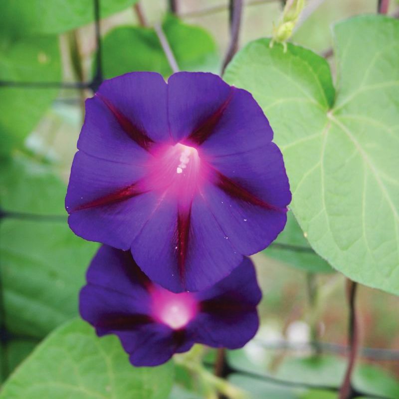 Ipomoea Grandpa Ott Seed RAW / 50 seeds / UNTREATED