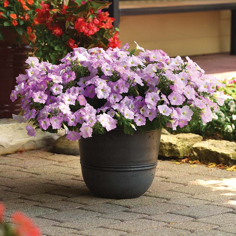 lavender petunia flower Petunia Wave Misty Lilac F1 Seed PELLETED / 100 Seeds / UNTREATED