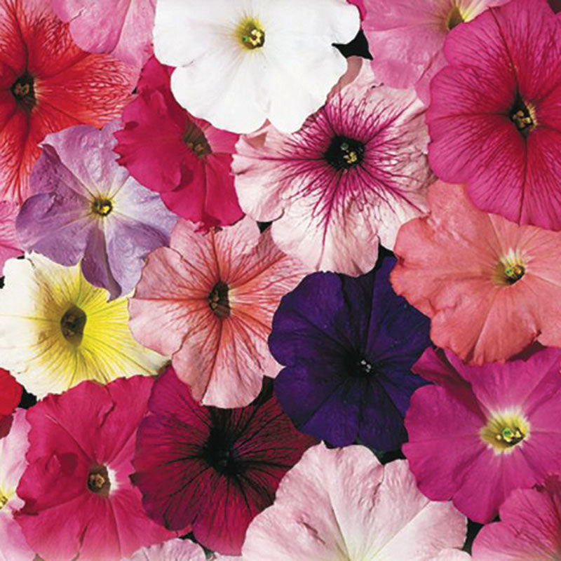 celebrity herbicide Petunia Celebrity Mix F1 Seed PELLETED / 50 seeds / UNTREATED