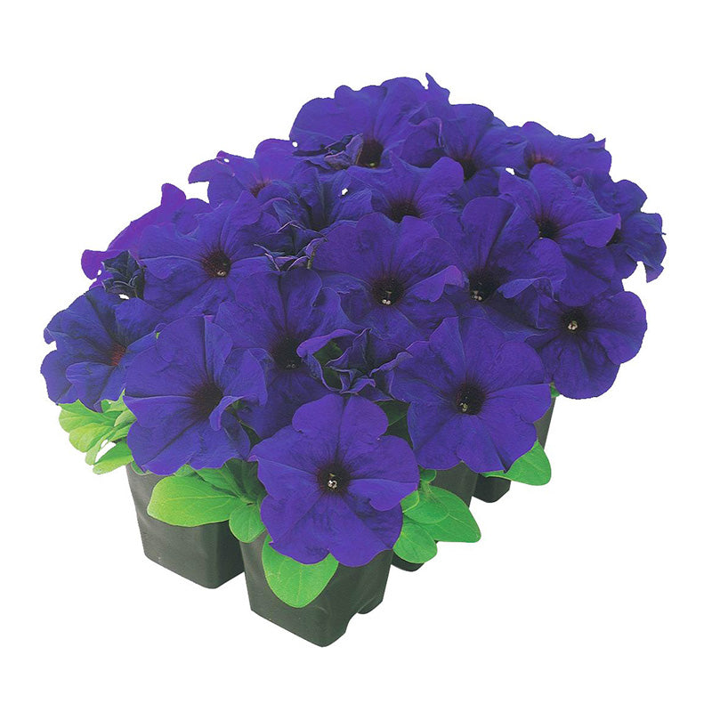 petunia time from seed to flower Petunia Dreams Midnight F1 Seed