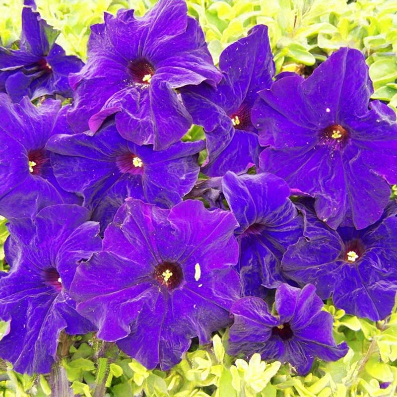 Petunia Dreams Midnight F1 Seed – Harris Seeds