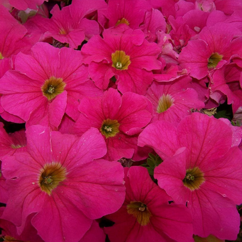 petunia time from seed to flower Petunia Dreams Pink F1 Seed