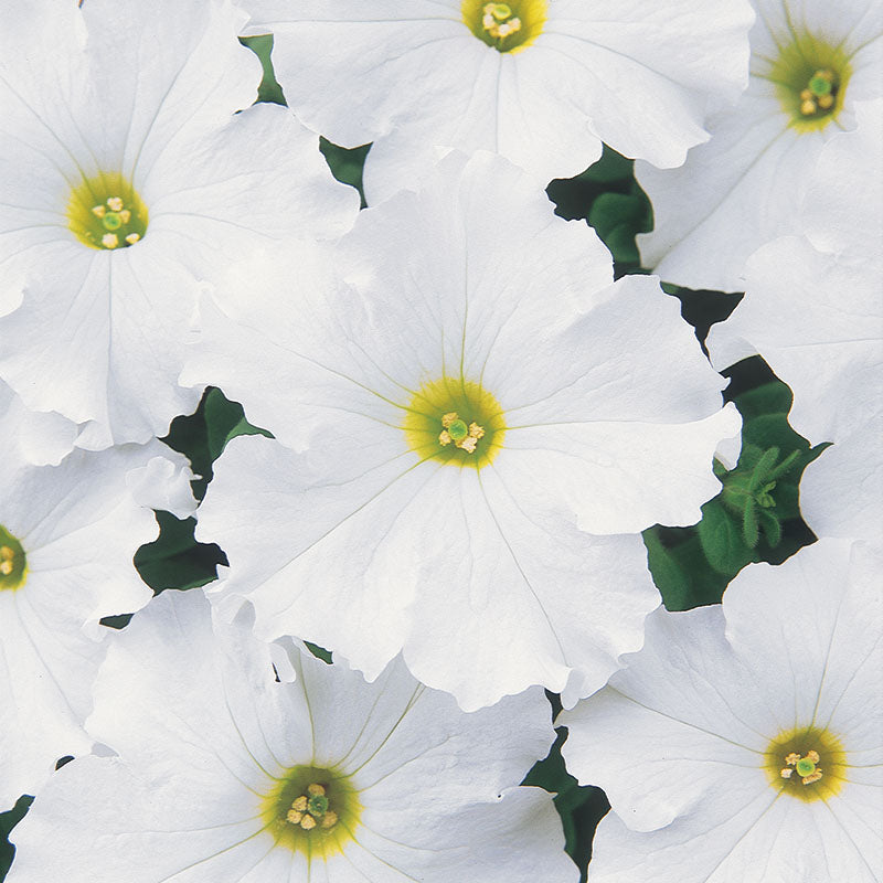 petunia time from seed to flower Petunia Dreams White F1 Seed