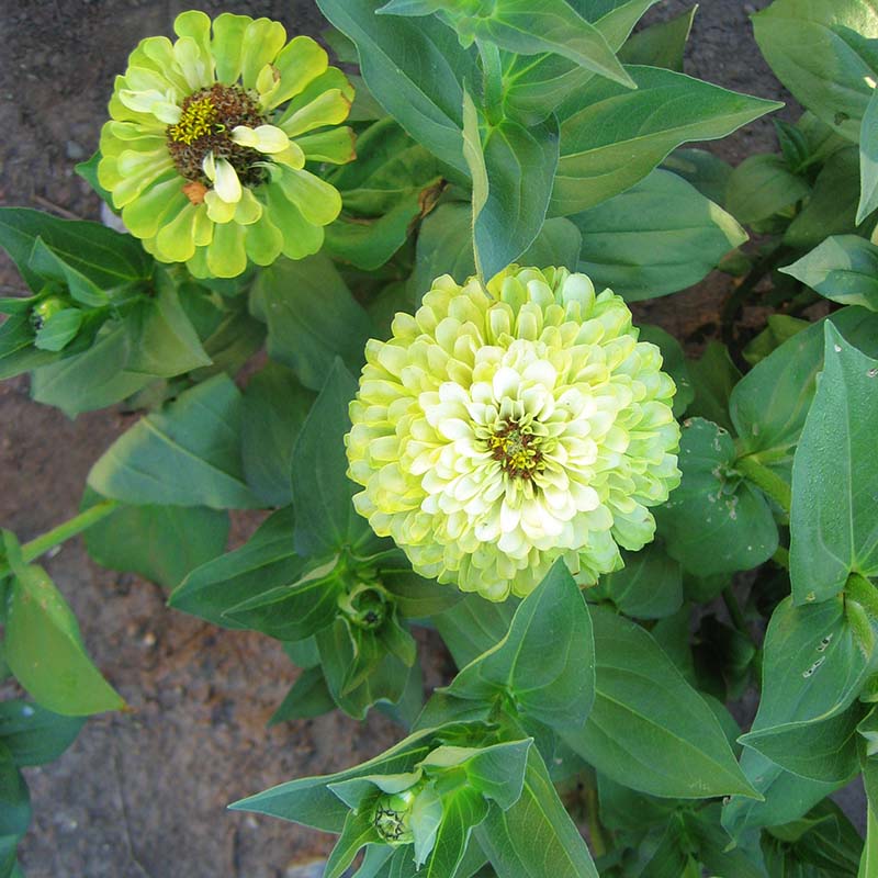 Zinnia Plant Leaves 