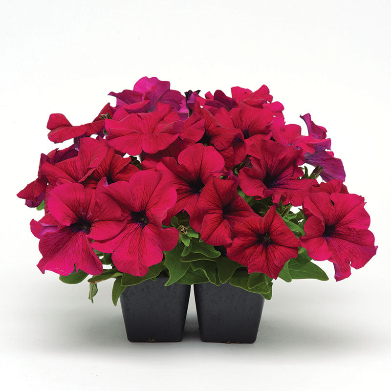 petunia time from seed to flower Petunia Dreams Burgundy F1 Seed