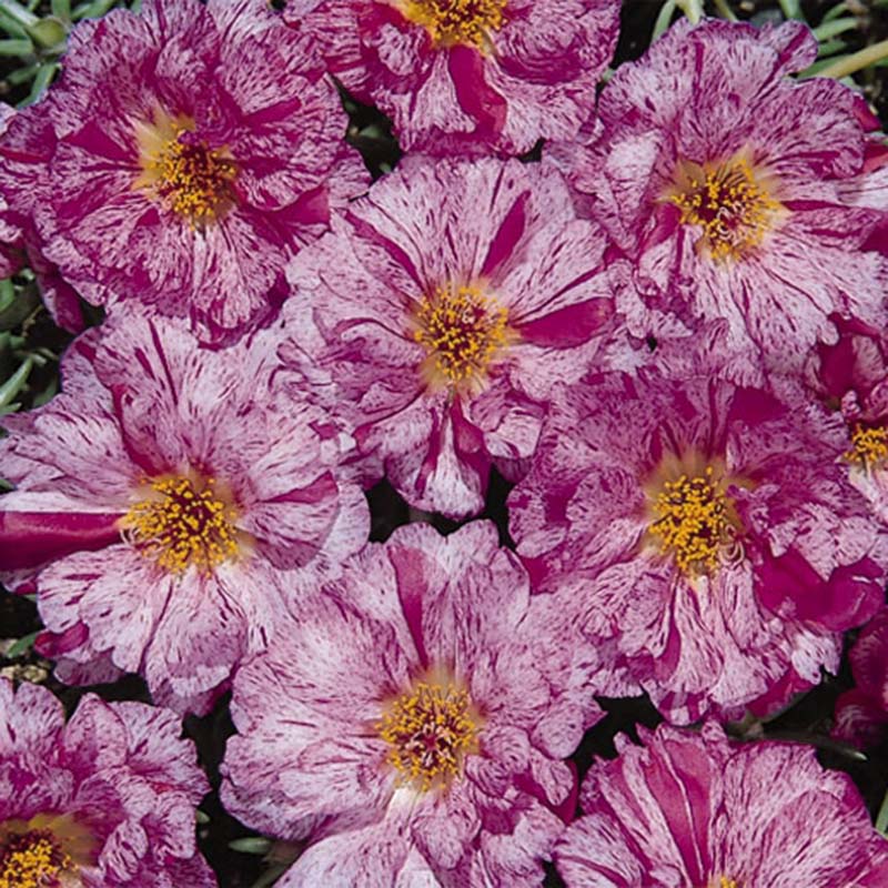 Portulaca Sundial Mix Seed RAW / 50 seeds / UNTREATED