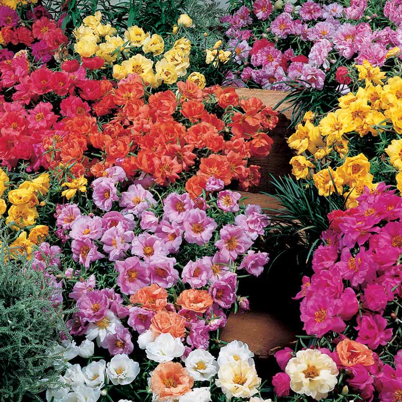 portulaca mixed flower seeds Portulaca Sundial Mix Seed RAW / 50 seeds / UNTREATED