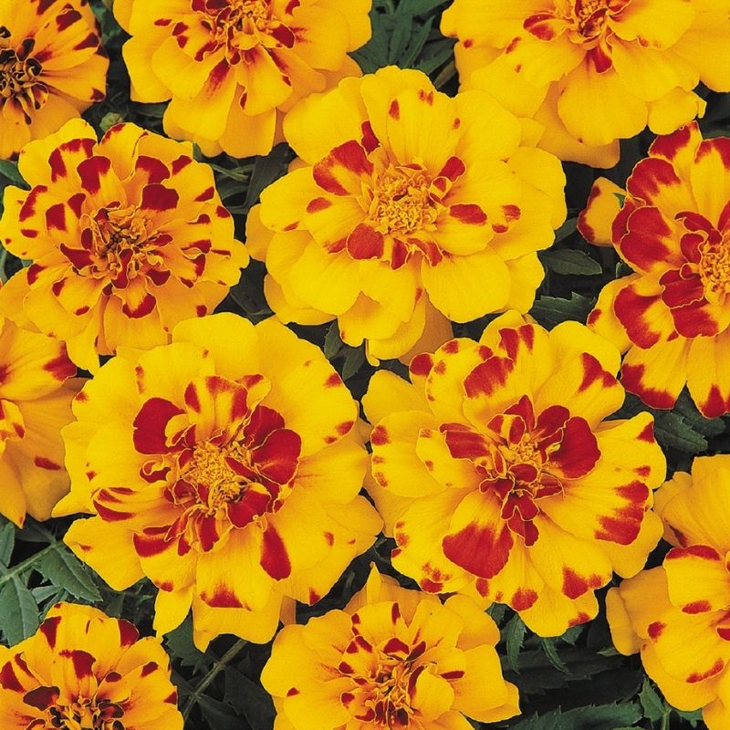durango herbicide price Marigold Durango Bolero Seed RAW / 1,000 seeds / UNTREATED