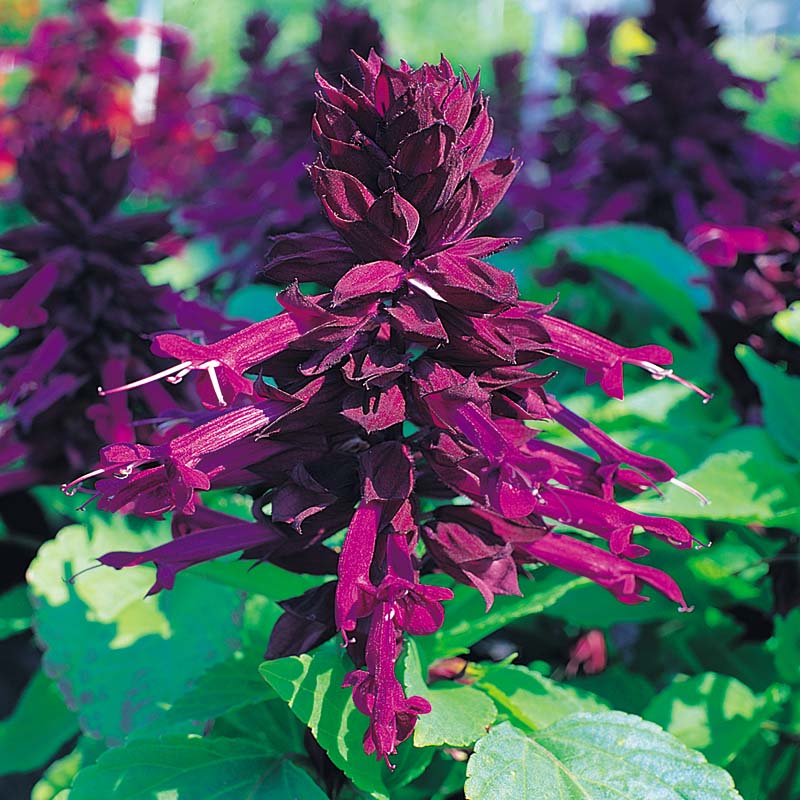 Salvia　計28枚 Salvia Sizzler Purple Seed – Harris Seeds