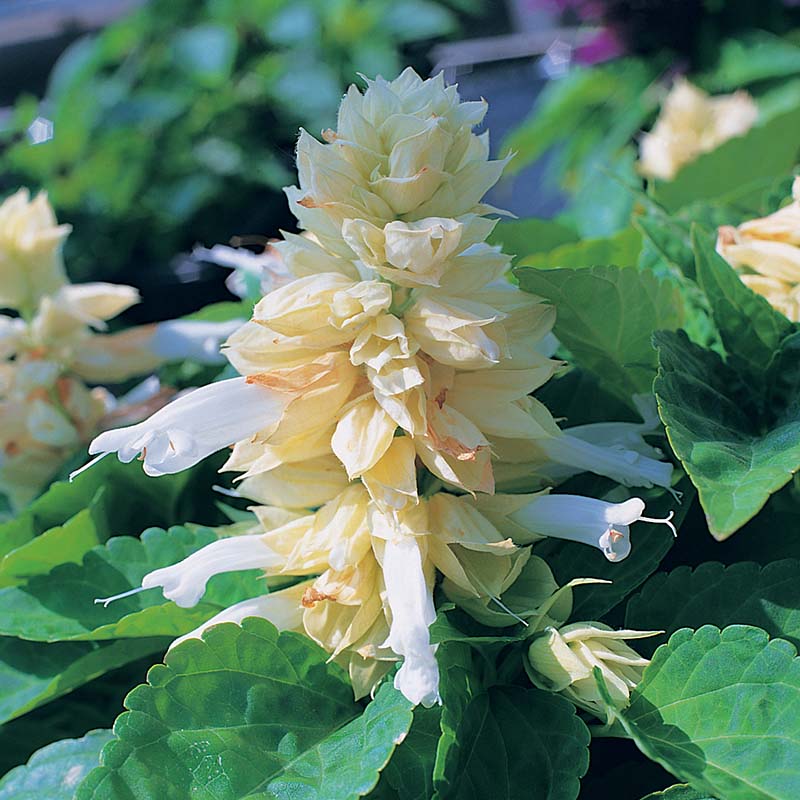 Salvia Sizzler Mix Seed – Harris Seeds