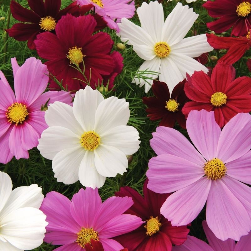 garden cosmos seeds Cosmos Sonata Complete Mix Seed RAW / 250 seeds / UNTREATED
