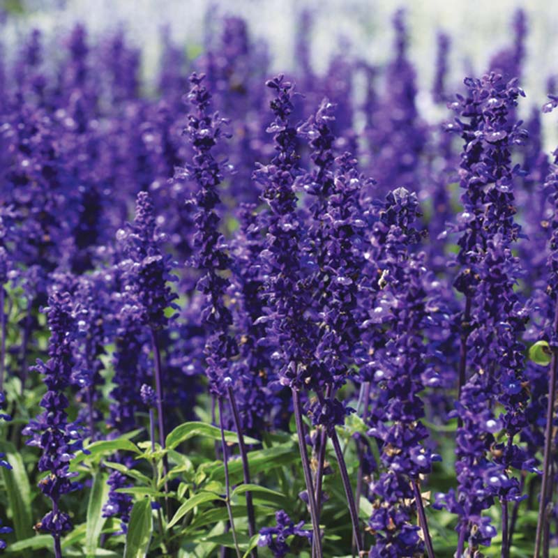 Salvia Victoria Blue Seed – Harris Seeds