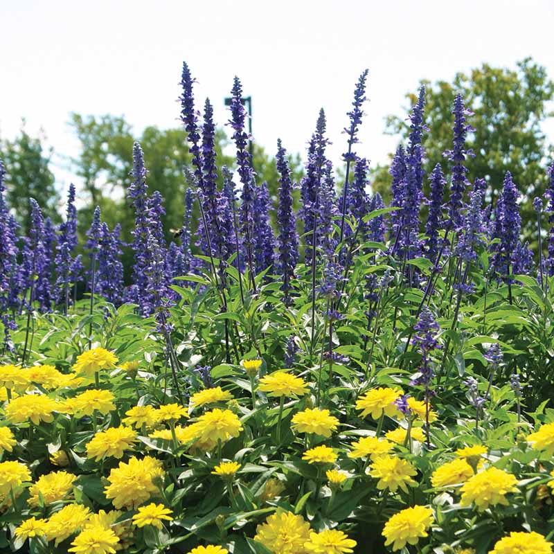 Salvia Victoria Blue Seed RAW / 50 seeds / UNTREATED
