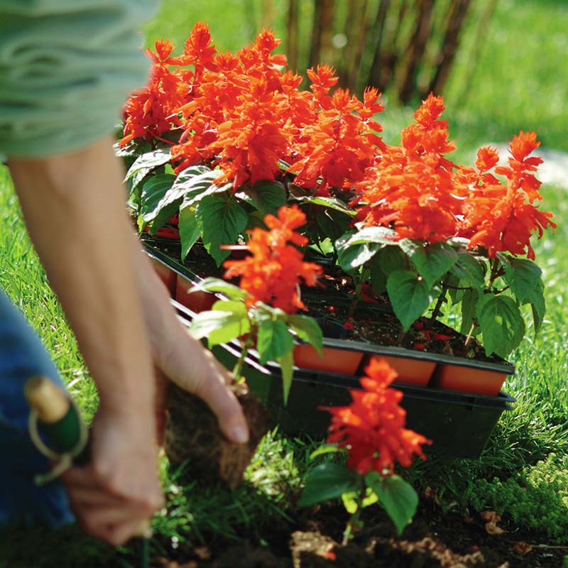 Salvia Vista Red Seed – Harris Seeds