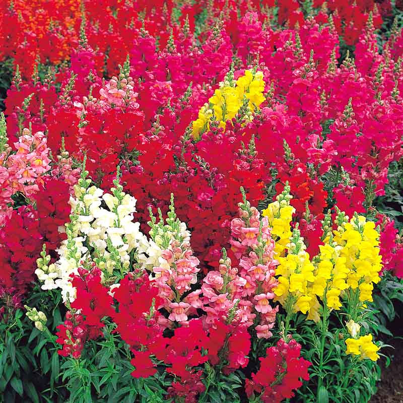 snapdragon flower seeds sonnet series f1-1000 seeds Snapdragon Sonnet Mix F1 Seed RAW / 50 seeds / UNTREATED