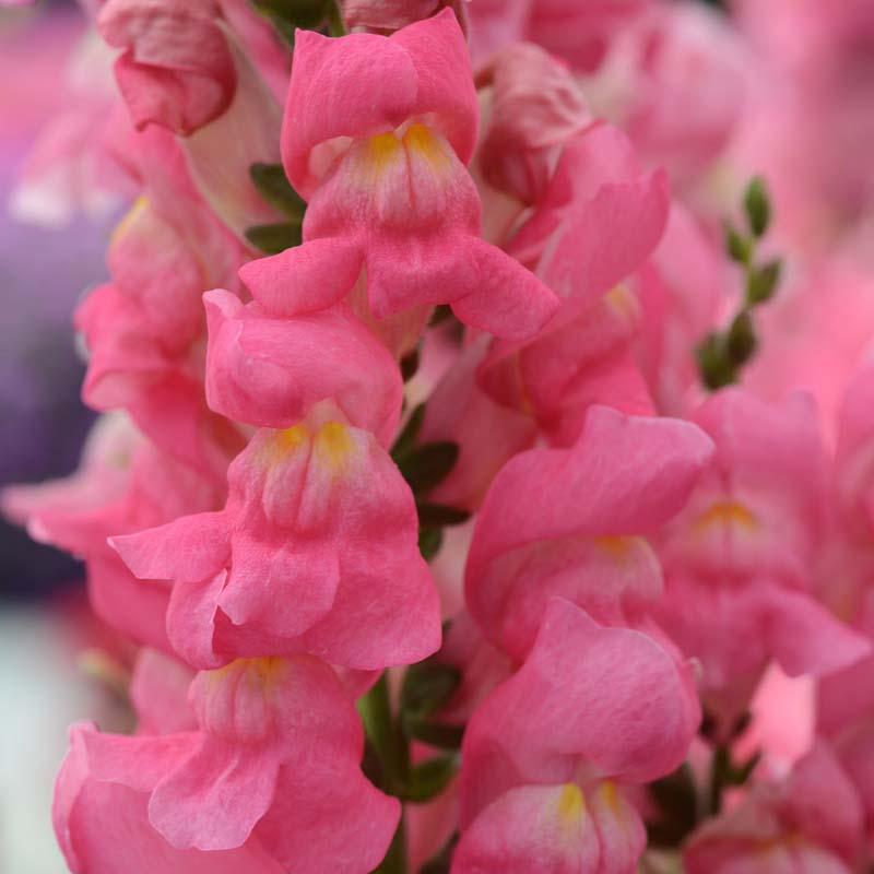flower rocket seed disc Snapdragon Rocket Rose F1 Seed RAW / 1,000 seeds / UNTREATED