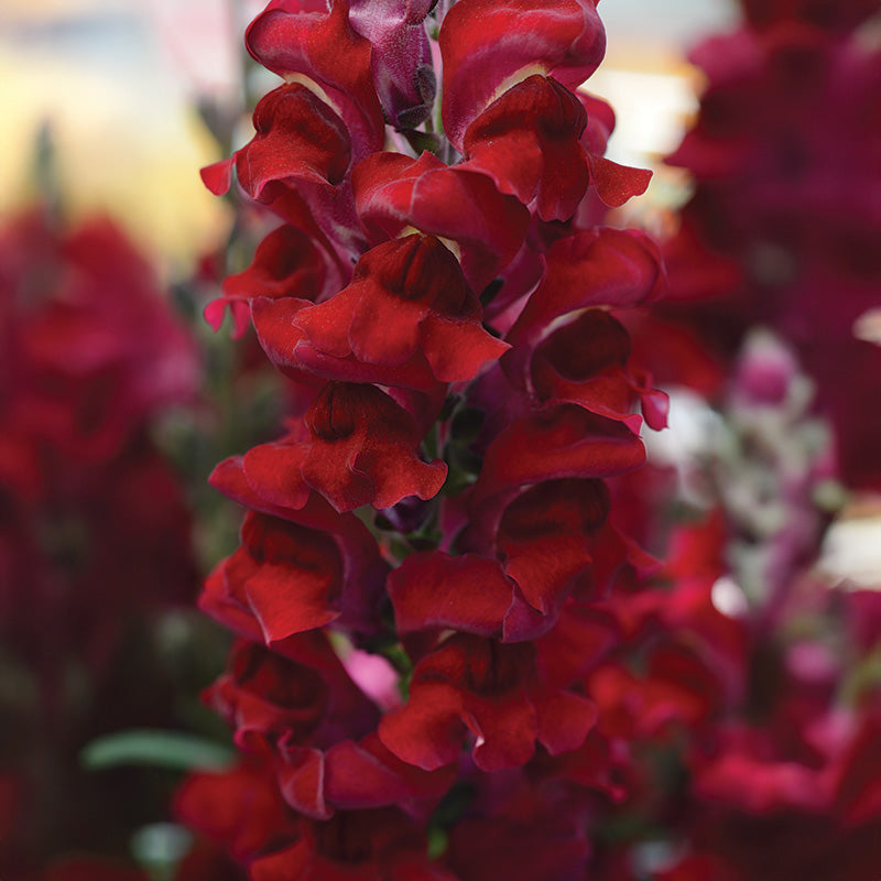 snapdragon flower seeds series f1-1000 seeds Snapdragon Rocket Red W Red Stem F1 Seed, Size: 1,000 Seeds