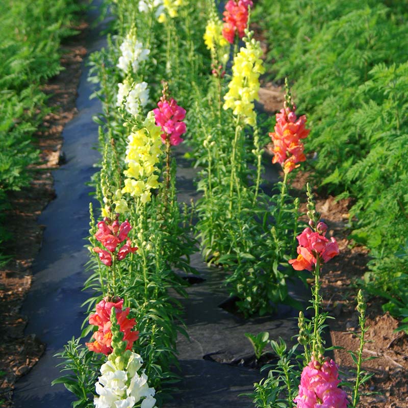 snapdragon flower seeds serie de soneto f1-1000 semillas Snapdragon Rocket Mix F1 Seed RAW / 500 Seeds / UNTREATED