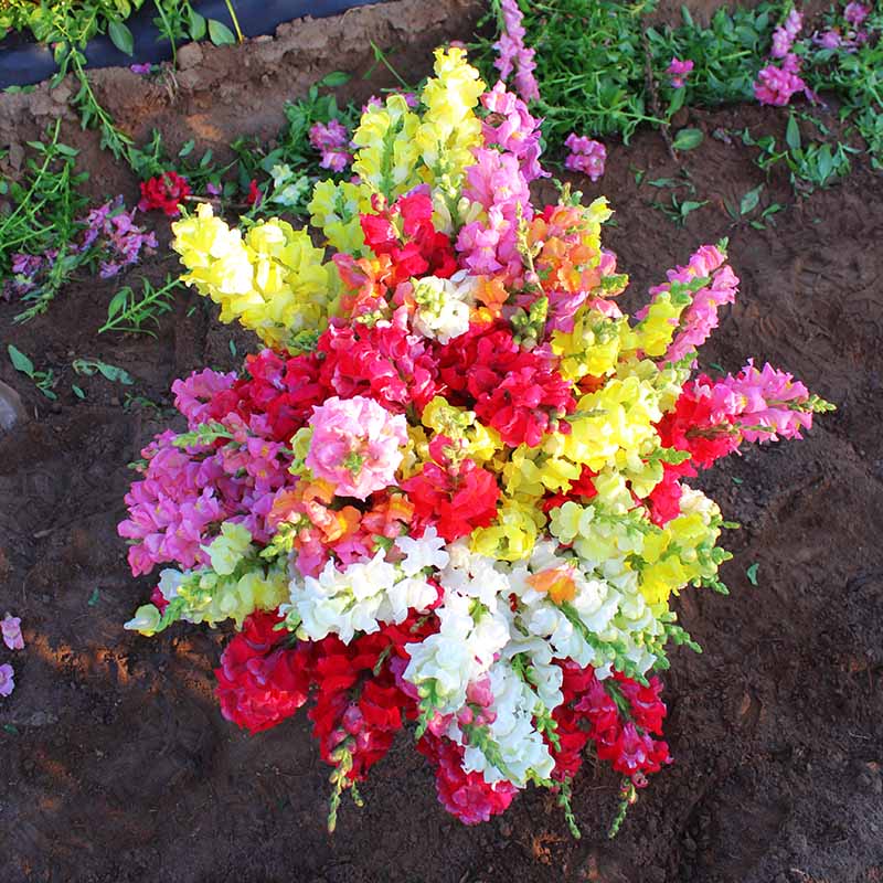 flower rocket seed disc Snapdragon Rocket Mix F1 Seed RAW / 500 Seeds / UNTREATED
