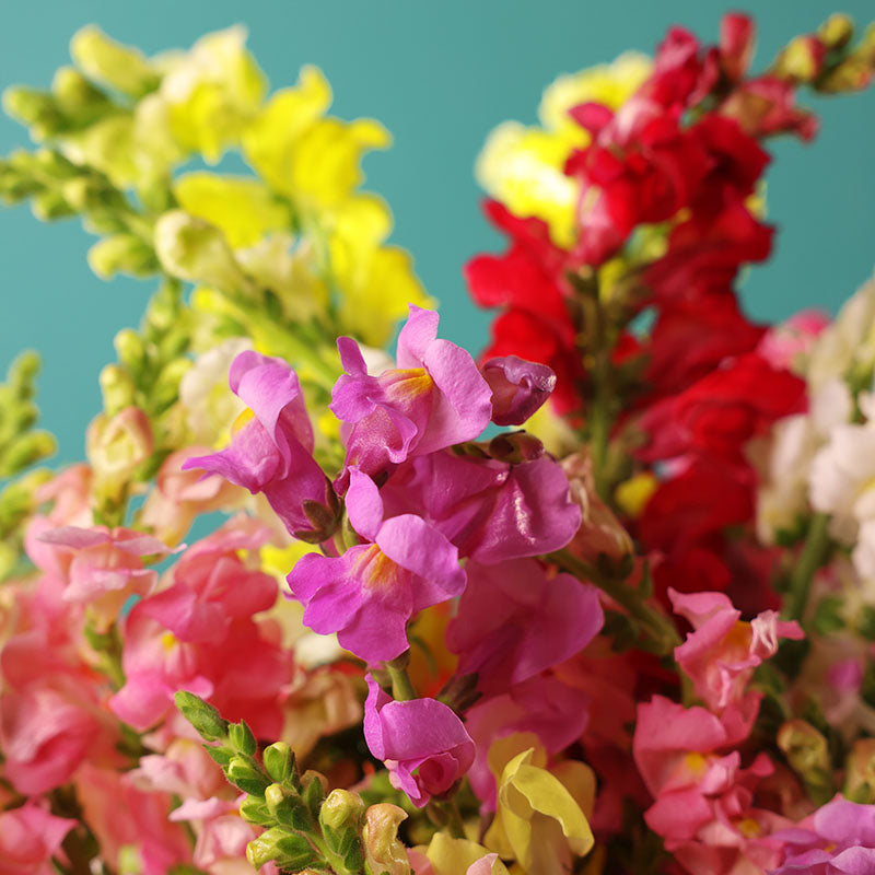 snapdragon flower seeds serie de soneto f1-1000 semillas Snapdragon Rocket Mix F1 Seed RAW / 500 Seeds / UNTREATED