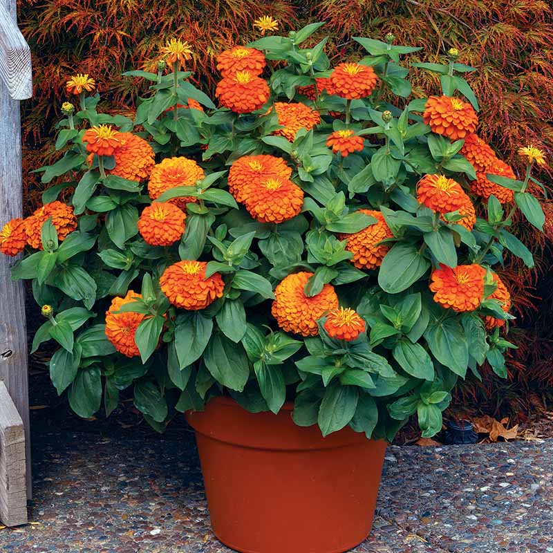 Zinnia Magellan Orange F1 Seed – Harris Seeds
