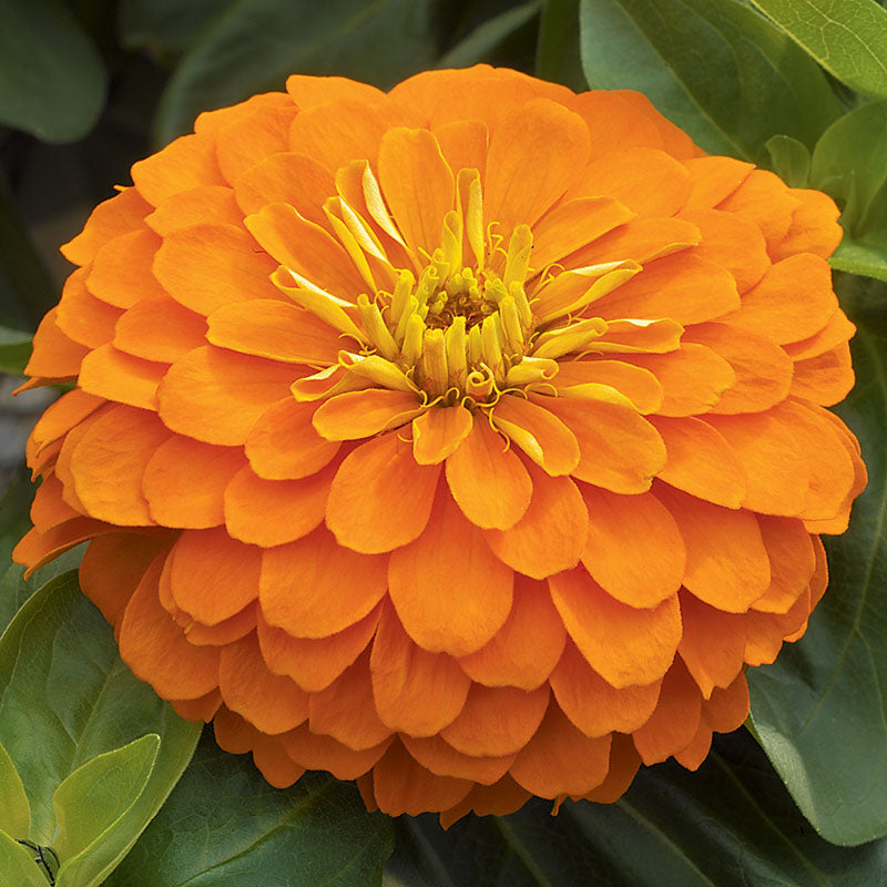 Zinnia Magellan Orange F1 Seed – Harris Seeds