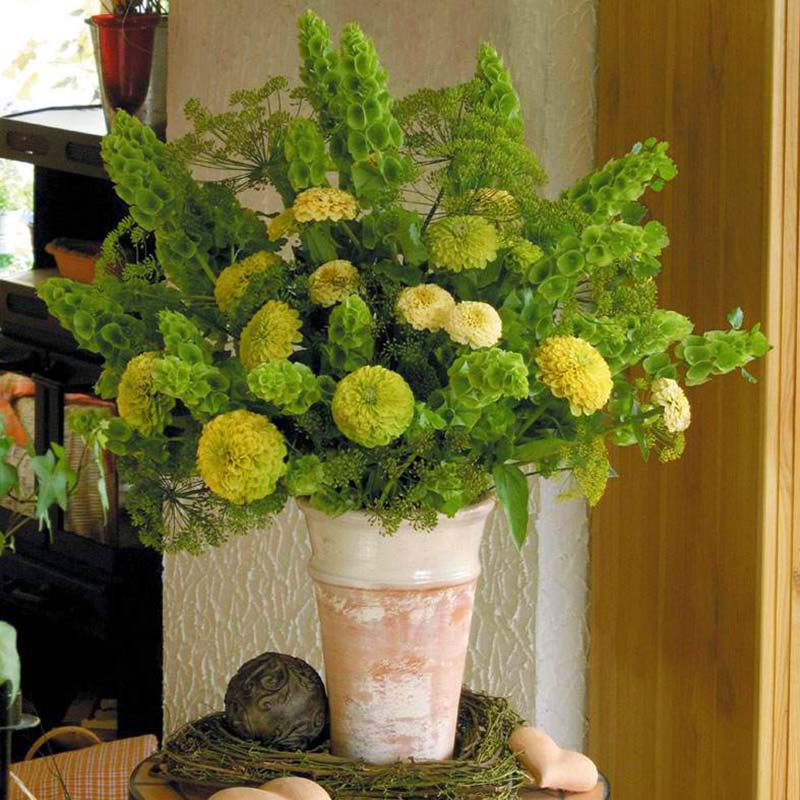 bells of ireland flower seeds Molucella Bells of Ireland Seed RAW / 500 seeds / UNTREATED
