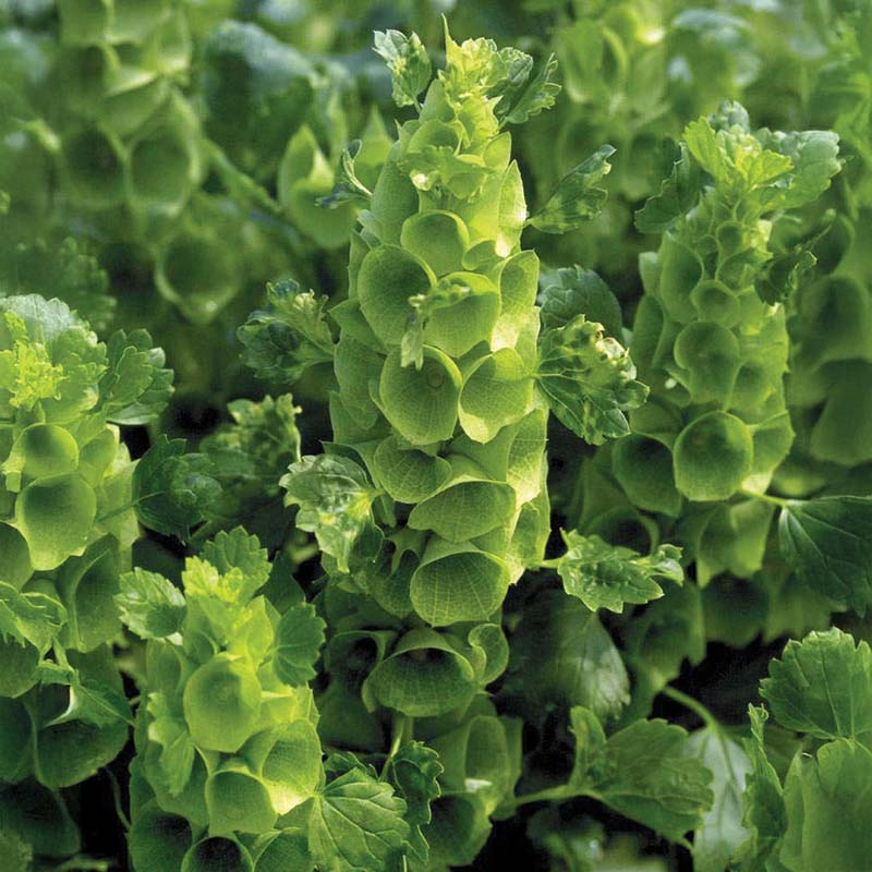 bells of ireland flower seeds Molucella Bells of Ireland Seed RAW / 500 seeds / UNTREATED