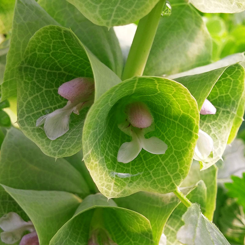 planting bells of ireland seeds Molucella Bells of Ireland Seed