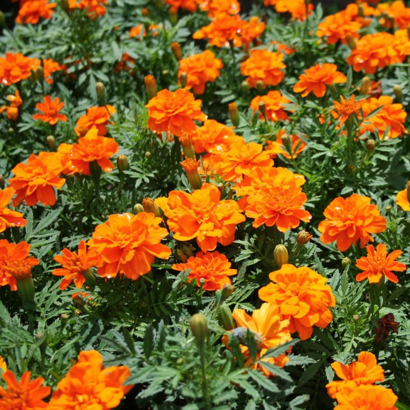 durango herbicide price Marigold Durango Tangerine Seed