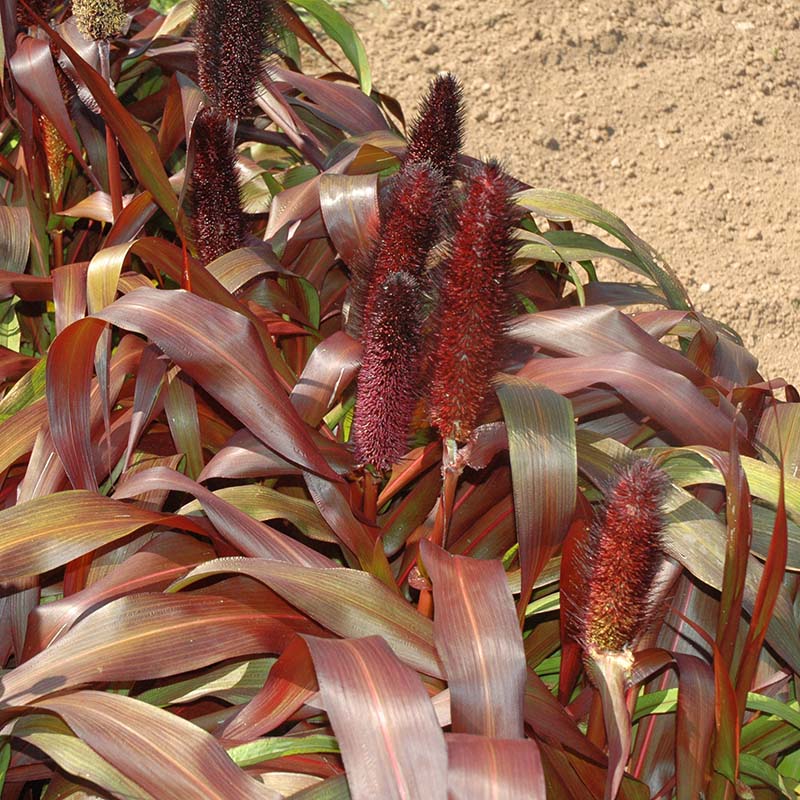 Ornamental Millet Purple Majesty F1 Seed – Harris Seeds