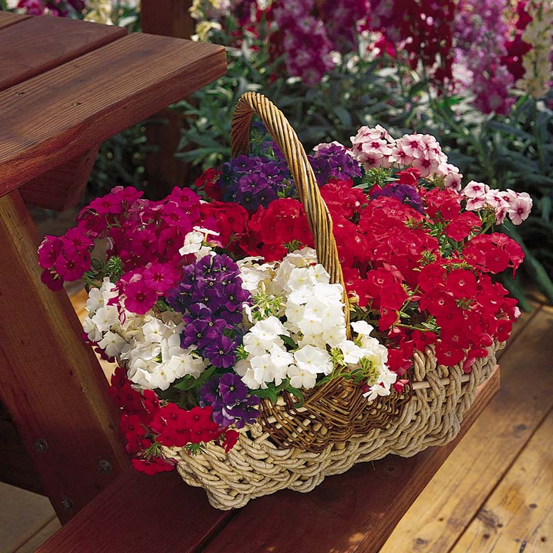 Phlox Seeds - 21st Century Mix F1 Seeds - Non-GMO