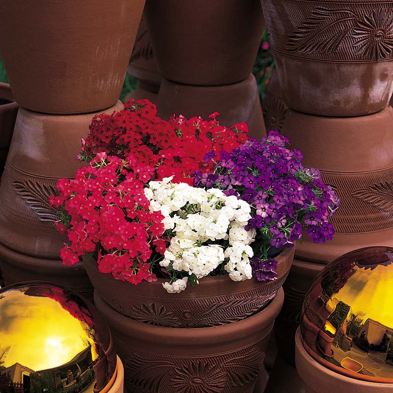 Phlox 21st Century Mix F1 Seed – Harris Seeds