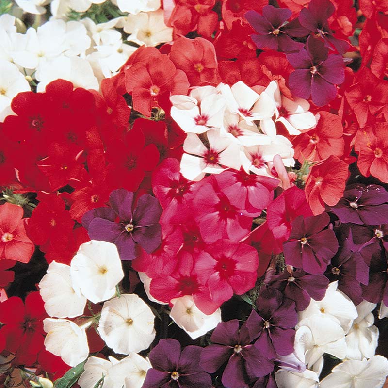 garden phlox seeds Phlox Seeds - 21st Century Mix F1 Seeds - Non-GMO
