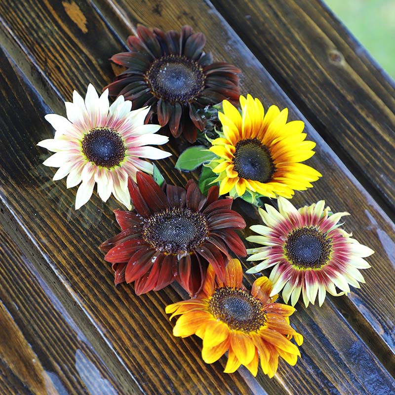 Sunflower╰(*´︶`*)╯ Sunflower Shock-o-Lat F1 Seed – Harris Seeds