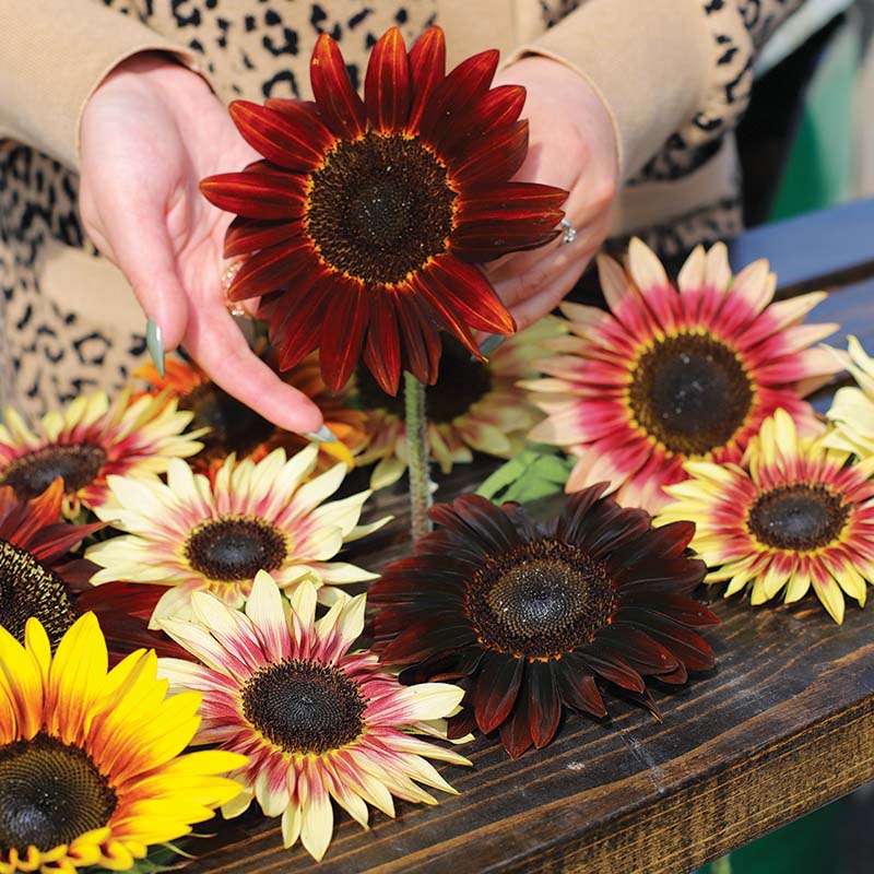 cherry rose sunflower seeds Sunflower Infrared Mix F1 Seed RAW / 50 seeds / UNTREATED
