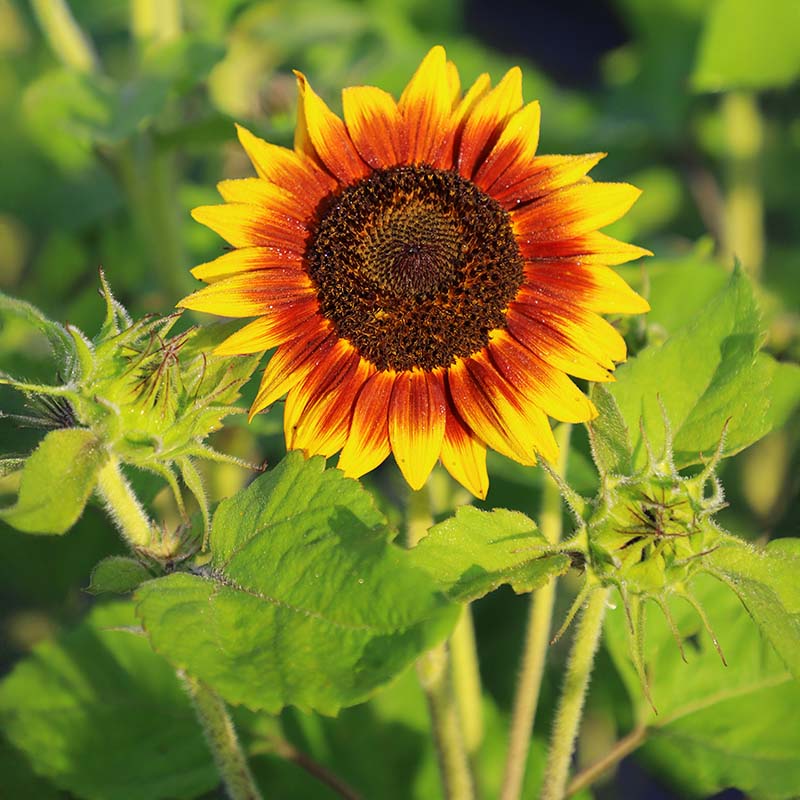 plant violas ring in her house Sunflower Ring of Fire Seed