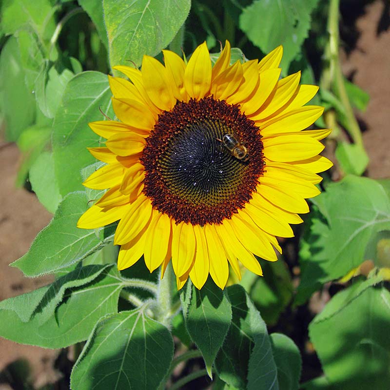 sunflower seed yield per plant Sunflower Sunbright Supreme F1 Seed