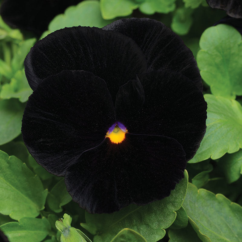 black pansy plant Pansy Atlas Black F1 Seed