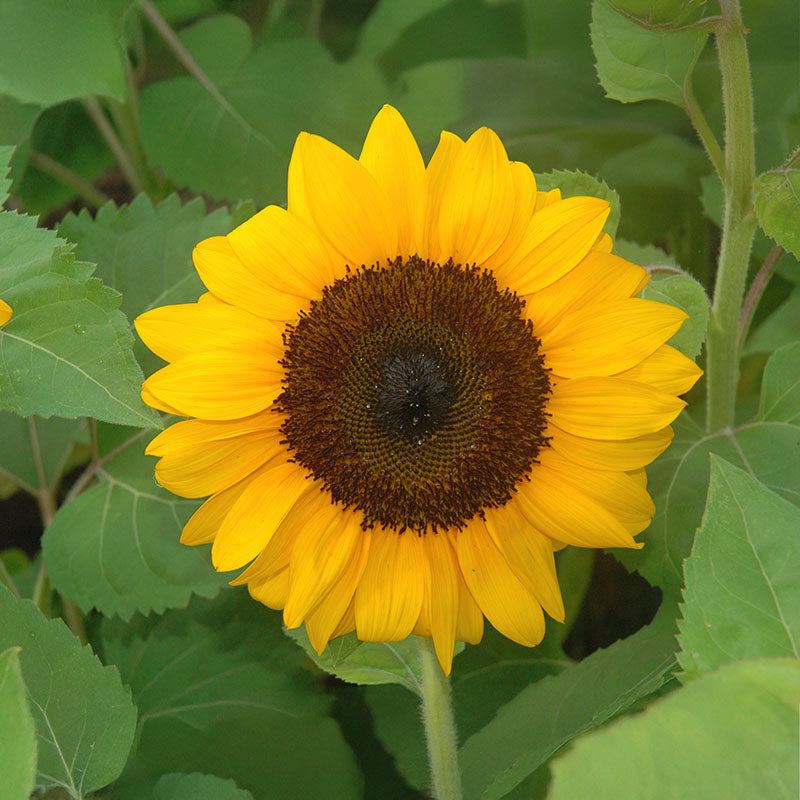 pro cut flower seeds Sunflower Pro Cut Orange F1 Seed, Size: 250 Seeds