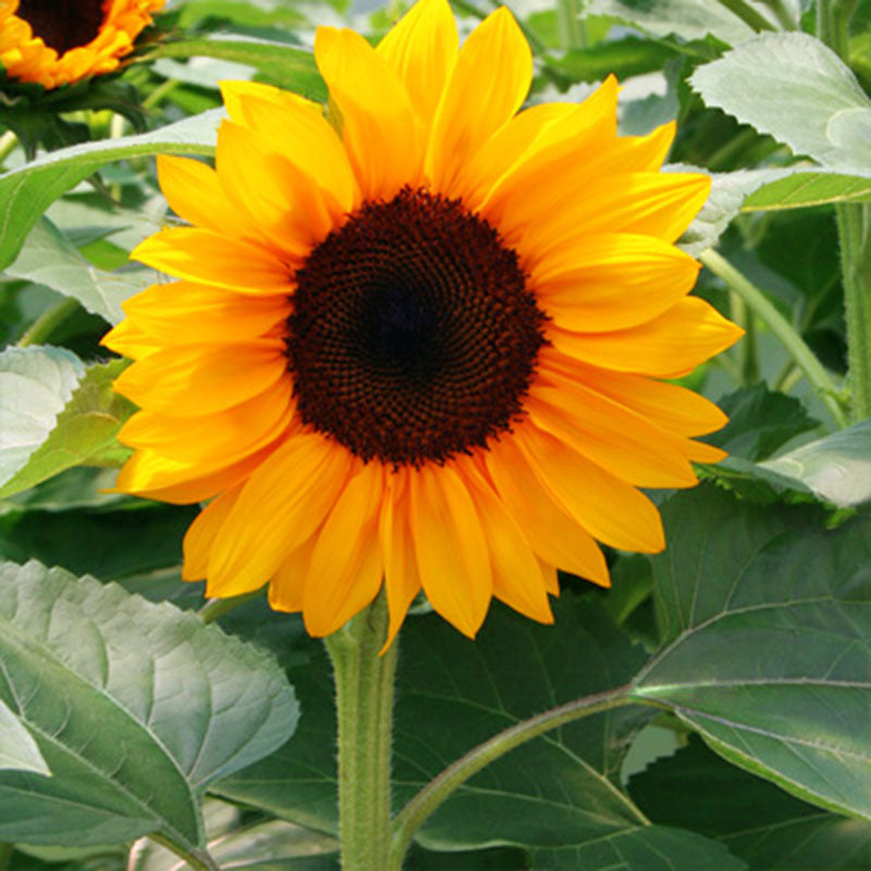 plant orange from seed Sunflower ProCut Orange F1 Seed – Harris Seeds
