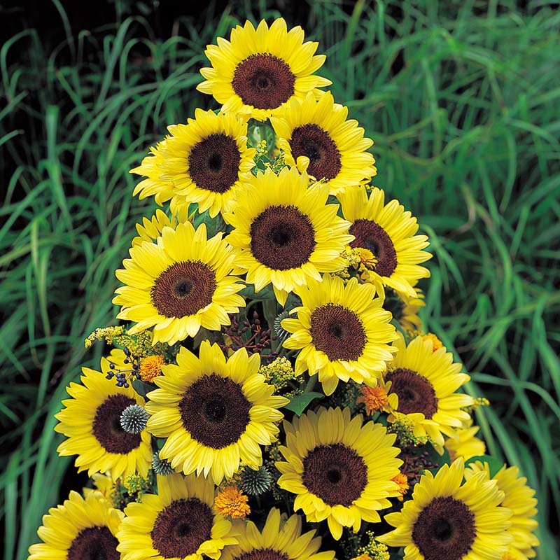 plant sunflower seed Sunflower Premier Light Yellow F1 Seed RAW / 10,000 seeds / UNTREATED