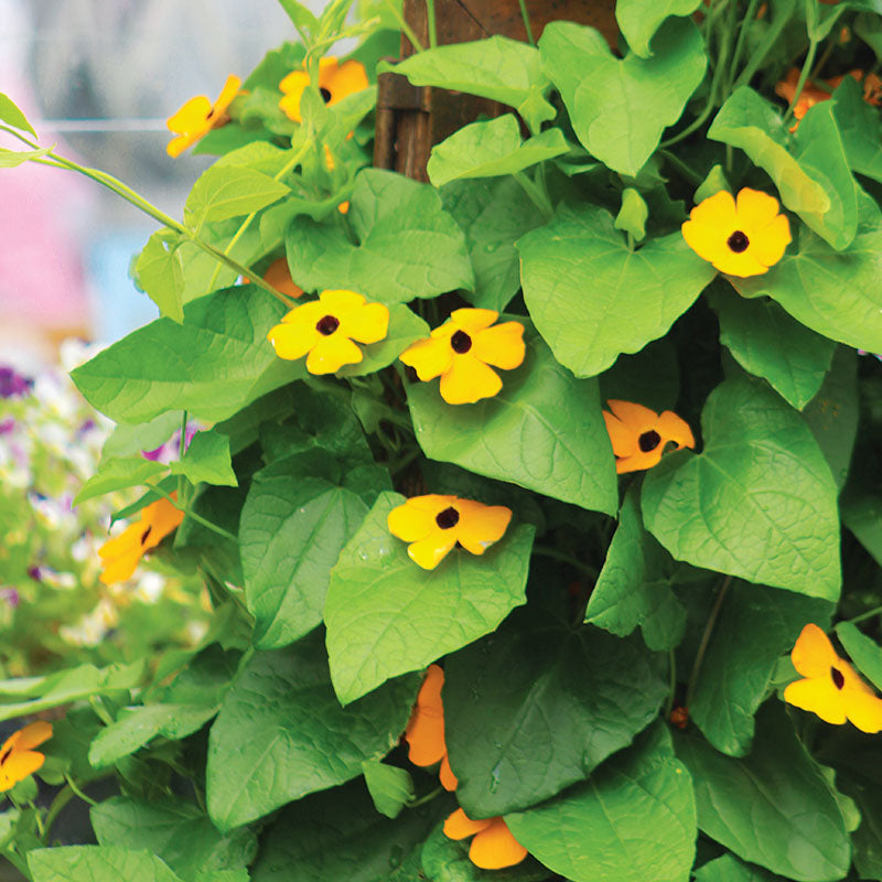 planting thunbergia seeds Thunbergia Alata Mixture Seed