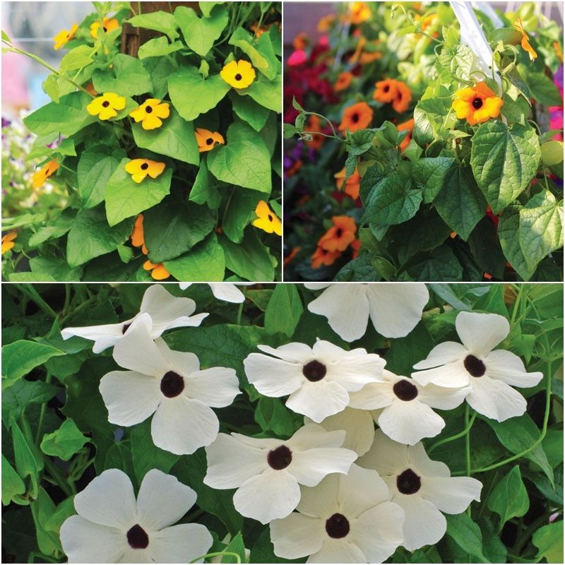 thunbergia rose sensation seeds Thunbergia Alata Mixture Seed