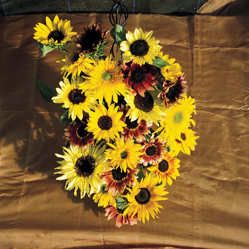 monet garden seeds Harris Seeds Monets Palette F1 Sunflower Mix, Pollen-Free Hybrid Cut Flower Variety, 250 Count