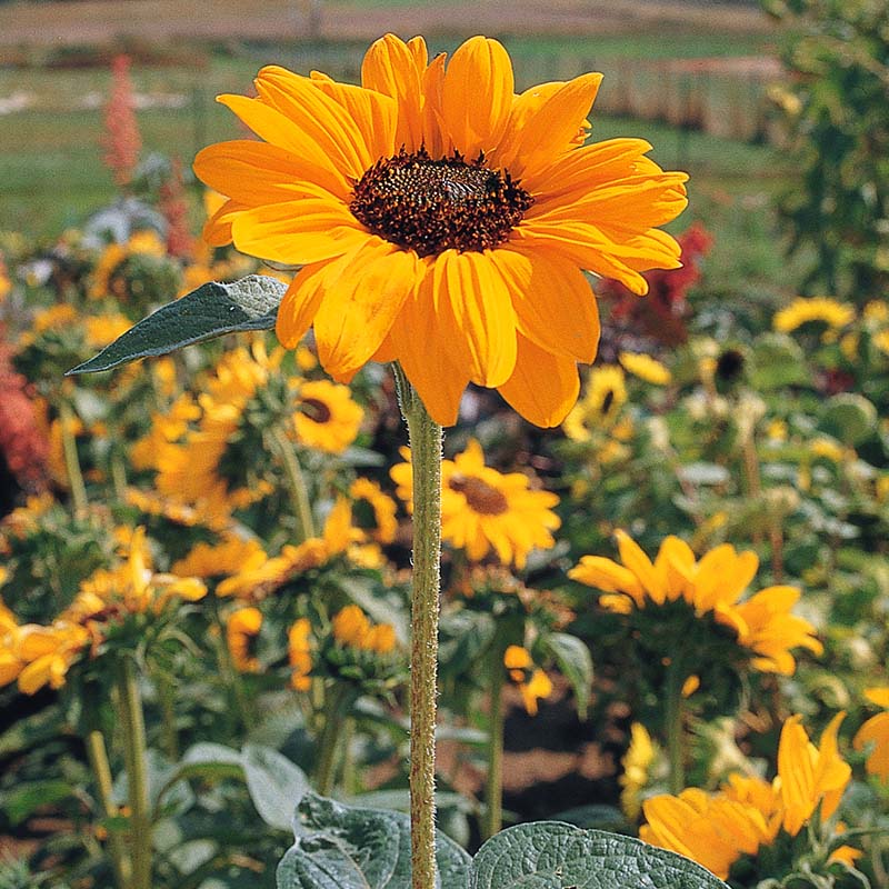 Sunflower Soraya Seed – Harris Seeds